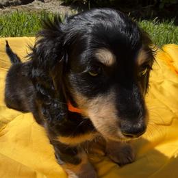 Tony - Black and tan male Dachshund puppy in Hanford, California from Cooper Gals Doxies
