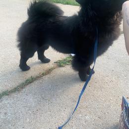 Chow Chow Puppies from Darling Chows