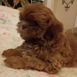 Little Frankie - Red and tan male Shih Tzu puppy in Browns Summit, North Carolina from Lisa's Shih Tzus