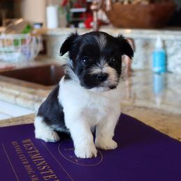 Tua - Black and white female Havanese puppy in Hamptonville, North Carolina from Alabama Havanese Kennel