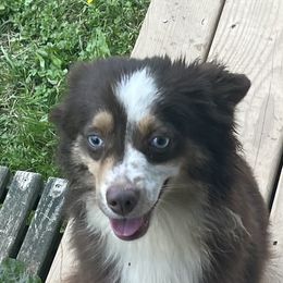 Stella - Toy Australian Shepherd