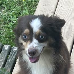 Stella - Toy Australian Shepherd