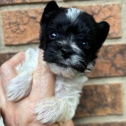Adeline - Parti female Yorkshire Terrier puppy in Georgia from Berggipfel Yorkies