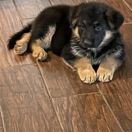 German Shepherd Puppies from Southern Lakes German Shepherds