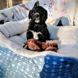 Goldendoodle Puppies from Southern Star Goldendoodles