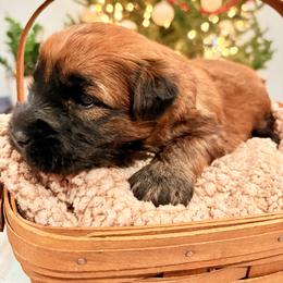 Mr Silver - Wheaten male Soft Coated Wheaten Terrier puppy in Fowler, Ohio from Warzalas wheatens