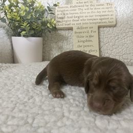 Hershey - Chocolate and cream Dachshund puppy in Franklin, Georgia from Camdox