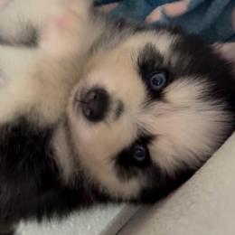 Scottie - Black and white male Pomsky puppy in Spring Hill, Florida from PDQ Pomskies