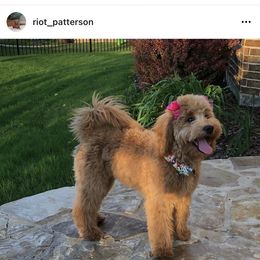 Goldendoodle Puppies from SurreyDoodles