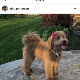 Goldendoodle Puppies from SurreyDoodles