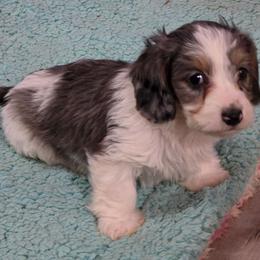 Hestia 4850 - Dapple female Dachshund puppy in Tonopah, Arizona from Desert Diamond Dachshunds