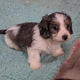 Hestia 4850 - Dapple female Dachshund puppy in Tonopah, Arizona from Desert Diamond Dachshunds