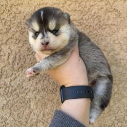 Cuddles - Gray and white female Pomsky puppy in La Verne, California from Red Cedar Pomskies