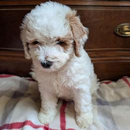 Carter - Cream male Goldendoodle puppy in Portage, Michigan from Country Lane Goldendoodles