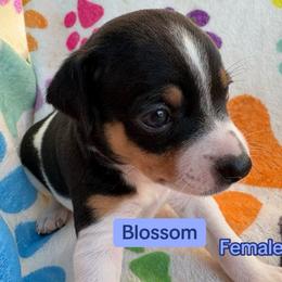 Blossom - White black and tan female Rat Terrier puppy in Redlands, California from Pets Are Priceless Ratties