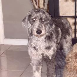 Bayler - Goldendoodle