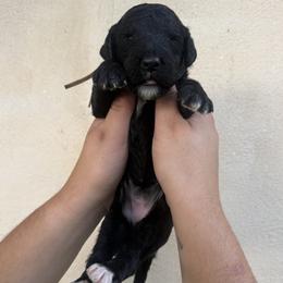 Monroe - Black and white female Sheepadoodle puppy in Lancaster, Pennsylvania from Bitler Family Puppies