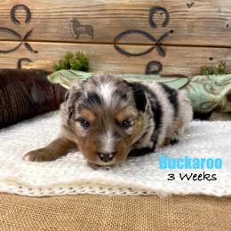 Buckaroo - Blue merle male Miniature Australian Shepherd puppy in El Dorado Springs, Missouri from OR Aussies