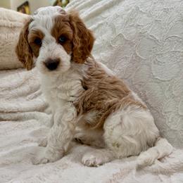 Aspen - Parti female Goldendoodle puppy in Cleburne, Texas from Doodles of the Brazos