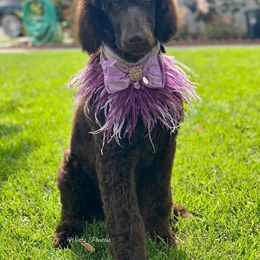 Poodle All Grown Up from Watts Poodles