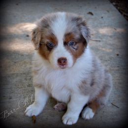Miniature American Shepherds from Triple H Farm and Kennel