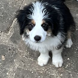 Aussiedoodle Puppies from Hearth&Hound Doodles