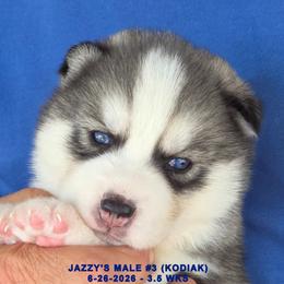 JAZZY'S MALE 3 - Gray and white male Siberian Husky puppy in Manilla, Iowa from Bruck's Siberian Huskies