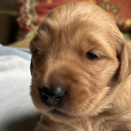 Audrey - Golden Retriever puppy from Green Mountain Golden Retrievers