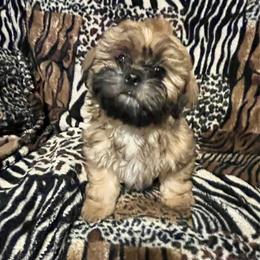 Prince Beau - Black and tan male Shih Tzu puppy in Summerdale, Mississippi from Goldens AKC Shih Tzu Puppies