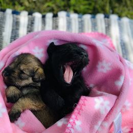 Miniature Schnauzer Puppies from Shannon Truelove