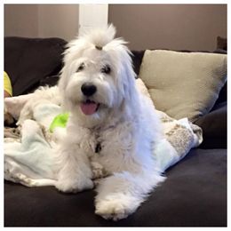 "English Goldendoodle Puppy from Moss Creek Goldendoodles" Goldendoodle and Schnoodle Puppies from Moss Creek Goldendoodles