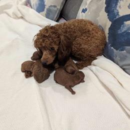 Queen - Poodle