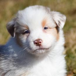 Oaken - Red merle male Australian Shepherd puppy in Easton, Missouri from MMA Kennel