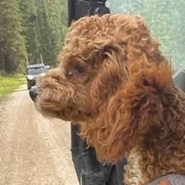 Murphy - Poodle