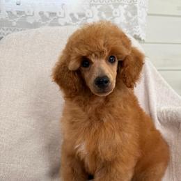 Casper-cream collar - Red  male Poodle puppy in Monetta, South Carolina from Moonrise Poodles