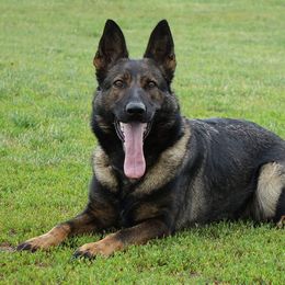 Rossi - German Shepherd