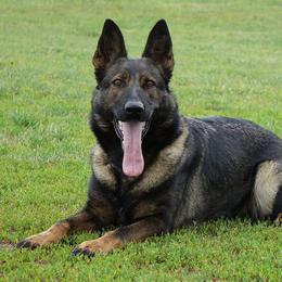 Rossi - German Shepherd