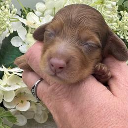 Gatlin - Dapple male Dachshund puppy in Exeter, California from Sawtooth Miniature Dachshunds