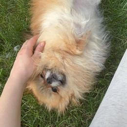 Trixie - Pomeranian