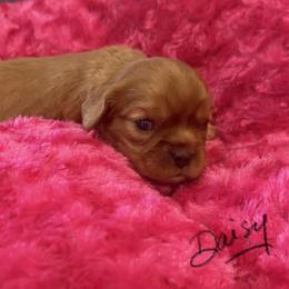 Daisy - Ruby female Cavalier King Charles Spaniel puppy in Cerro Gordo, North Carolina from Cloverleaf K9 Connections
