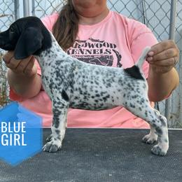 Girl 2 - Black and white female German Shorthaired Pointer puppy in Dearborn, Missouri from Hardwood Kennels