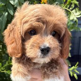 Aubrey - Red female Cavapoo puppy in Tucson, Arizona from Adored Poodle & Doodles