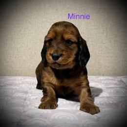 Minnie - Red female Dachshund puppy in Bluff City, Tennessee from Sidanelv Dachshunds