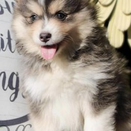 Pomskies from Evergreen Pomskies