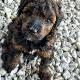 Boy 1 - Sable male Poodle puppy in Hillsboro, Illinois from Perfect Paws Puppies