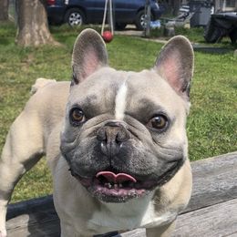 Romeo - French Bulldog