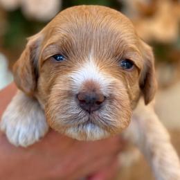 Marabelle - Apricot female Cavapoo puppy in Yuciapa, California from AlltheDoodlez_