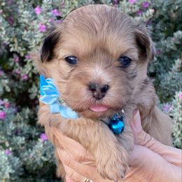 Blue collar - Merle female Shihpoo puppy in Millsap, Texas from Gaston’s Posh Poodles and Doodles
