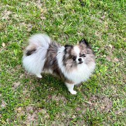 Kora - Pomeranian