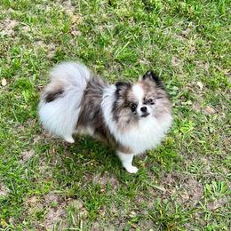 Kora - Pomeranian